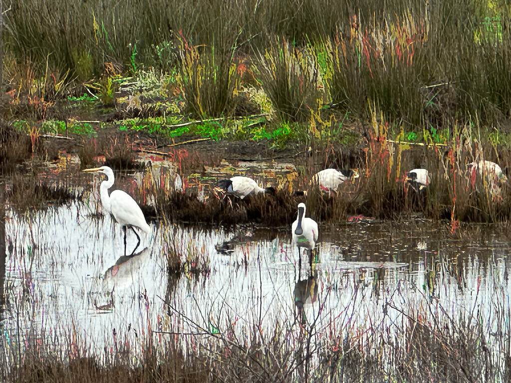 Spoonbills again by pusspup
