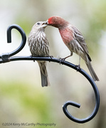 12th Apr 2024 - Love birds?