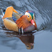 Mandarin Duck - Knaresborough by lumpiniman