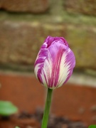 13th Apr 2024 - Tulip