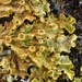 Lichen  by minifignation