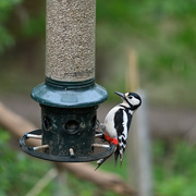 13th Apr 2024 - Woodpecker