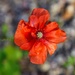 4 12 Wildflower Poppy by sandlily