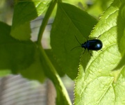 13th Apr 2024 - baby beetle