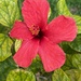 Hibiscus by monicac