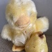 Y Is for Yellow Chick and Yellow Pear 