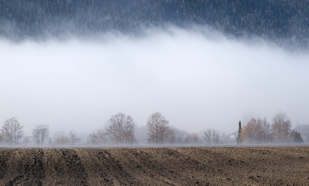 Fog by okvalle