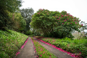11th Apr 2024 - Rhododendron petals