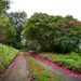 Rhododendron petals