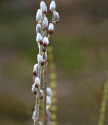13th Apr 2024 - Willow Buds