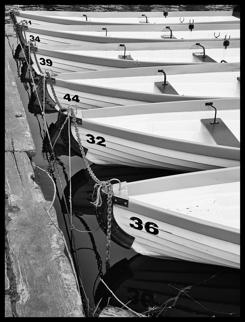 Chester rowing boats by kathryn54