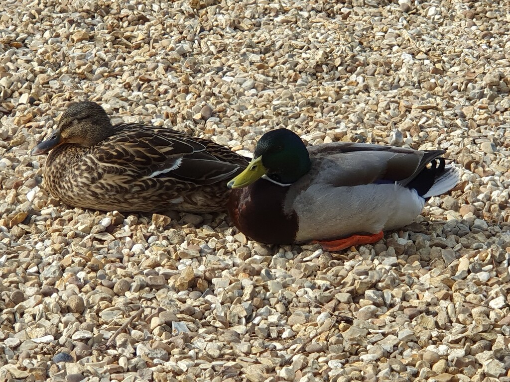 Two little ducks  by rosiekind