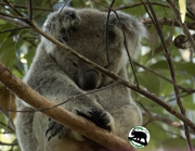 13th Apr 2024 - zen koala pose