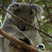 zen koala pose