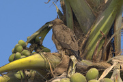 6th Mar 2024 - A Wahlberg's Eagle in a palm tree