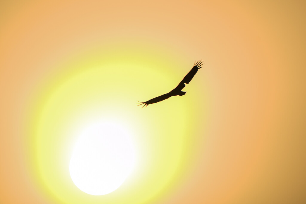 Vulture and Sun by kareenking