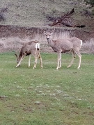 11th Apr 2024 - Town Deer in Plains, Montana 