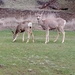 Town Deer in Plains, Montana 