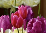 13th Apr 2024 - More Tulips