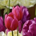 More Tulips by susiemc