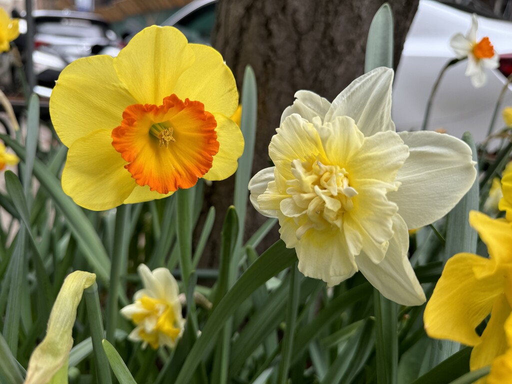 More daffodil variations! by blackmutts