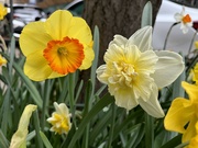 12th Apr 2024 - More daffodil variations!