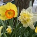 More daffodil variations!