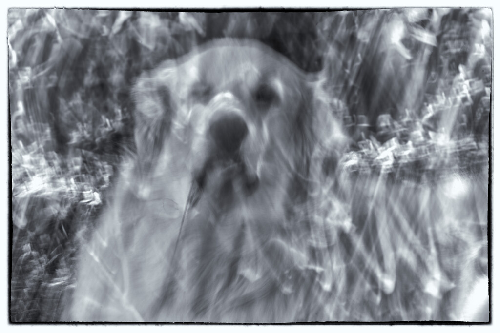 Ghost Dog ICM by kvphoto