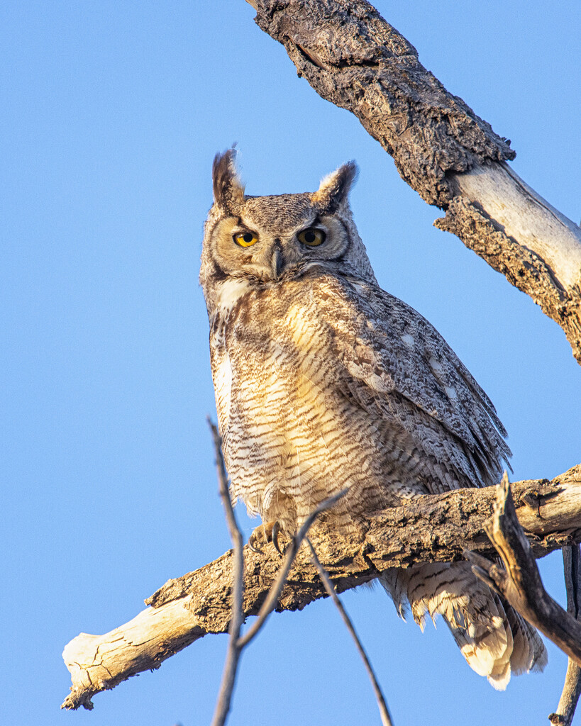 great horned owl by aecasey