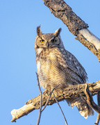 11th Apr 2024 - great horned owl