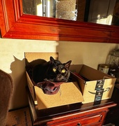 13th Apr 2024 - Cat and a box