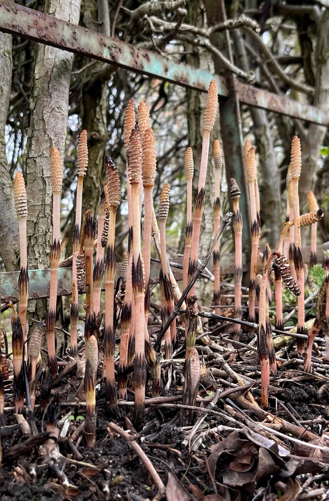 Horsetails  by pattyblue