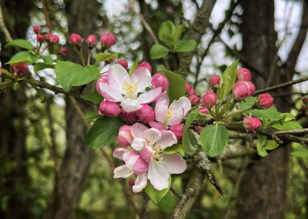 Apple blossom by pattyblue