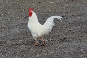 13th Apr 2024 - This bold chicken walked across the car park!