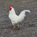 This bold chicken walked across the car park!