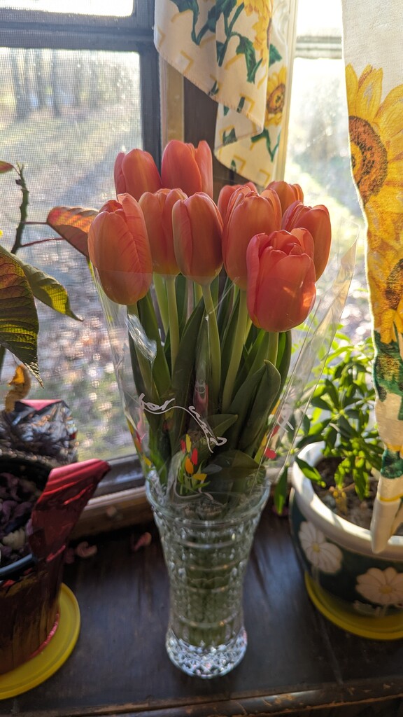 Tulips  by julie