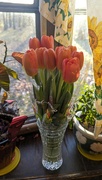 13th Apr 2024 - Tulips 
