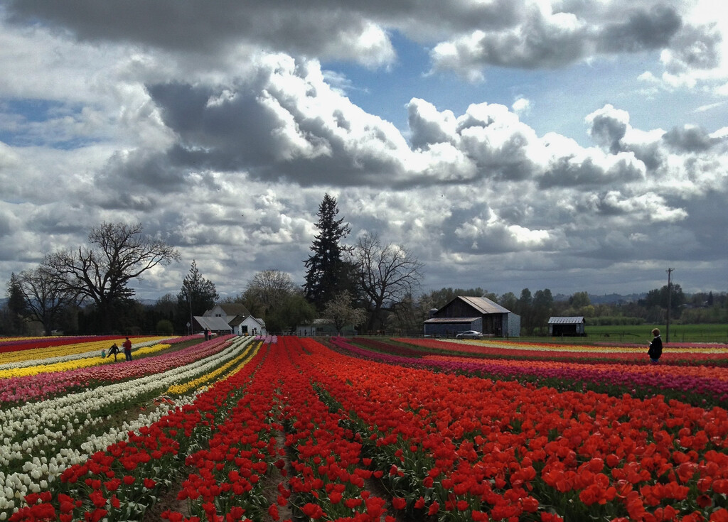 Skagit Valley Tulip Festival 1 by tapucc10