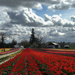 Skagit Valley Tulip Festival 1 by tapucc10