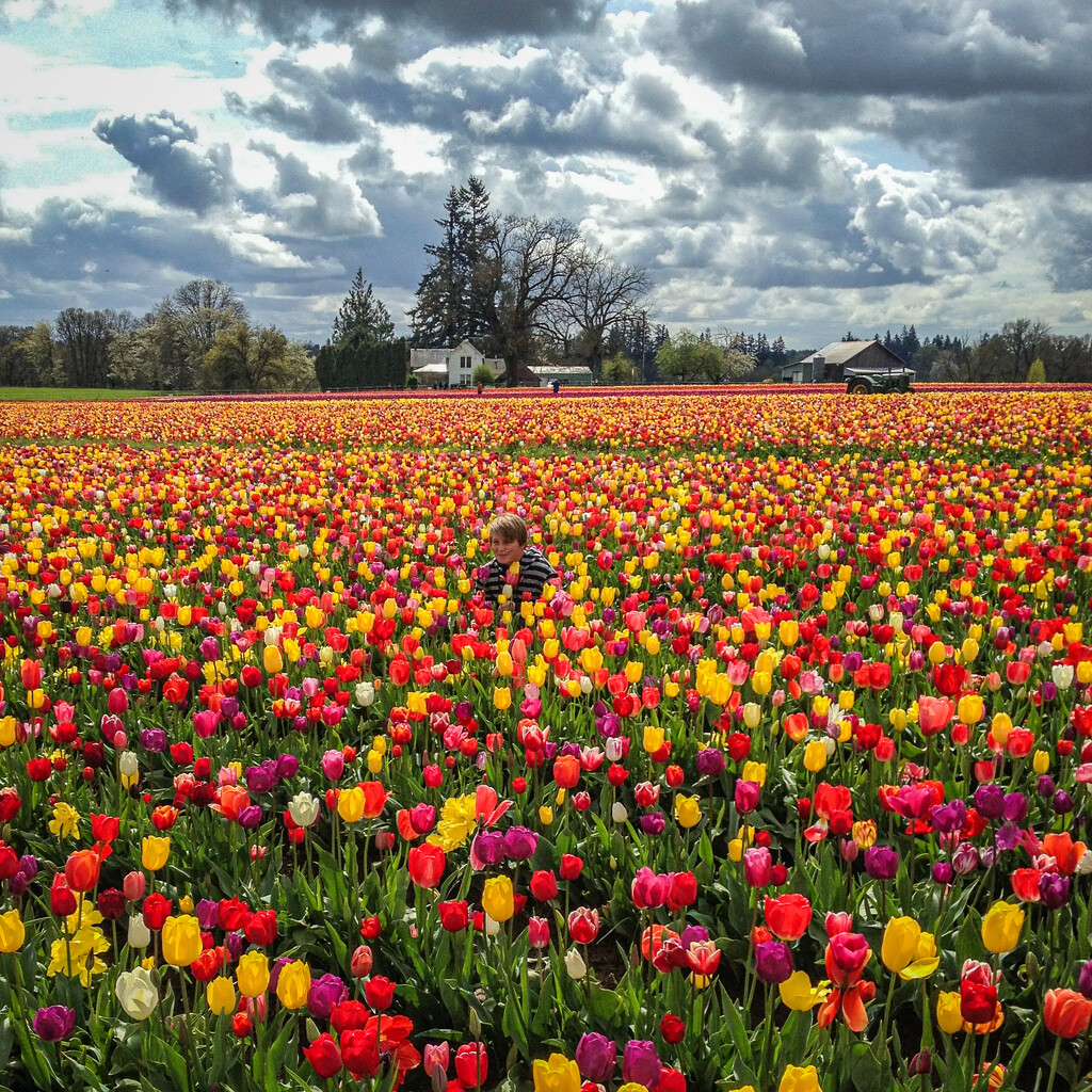 Skagit Valley Tulip Festival 2 by tapucc10