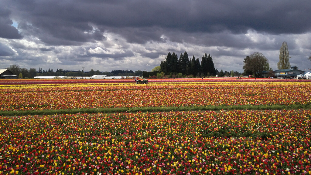 Skagit Valley Tulip Festival 3 by tapucc10