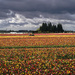 Skagit Valley Tulip Festival 3 by tapucc10