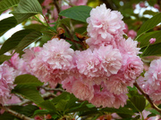 1st Apr 2024 - pinkflower2