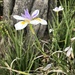 African Iris by loweygrace