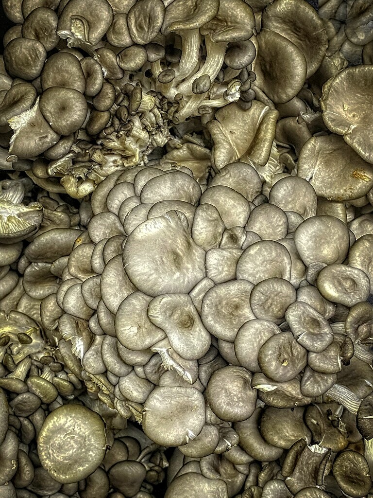 Mushrooms  by joysfocus