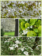 14th Apr 2024 - The Ephemeral Beauty of Spring 