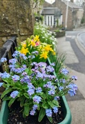 13th Apr 2024 - Forget-me-nots in Hawes 