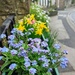Forget-me-nots in Hawes  by boxplayer