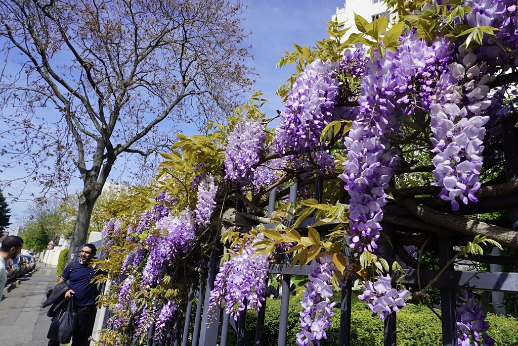 Glorious wisteria… whatever the weather. by beverley365