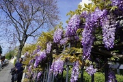 14th Apr 2024 - Glorious wisteria… whatever the weather.